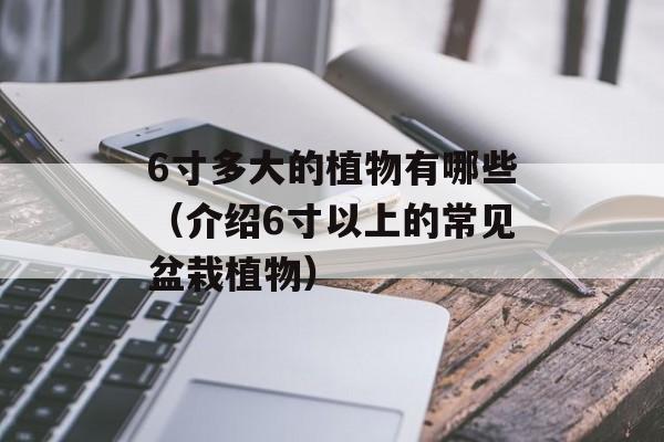 6寸多大的植物有哪些（介绍6寸以上的常见盆栽植物）-第1张图片-
